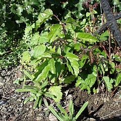 toxicodendron diversilobum